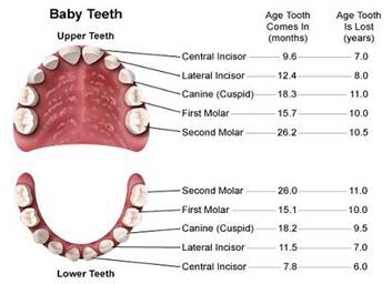 Baby Teeth growth chart